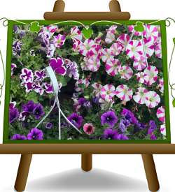 Surfinia petunias