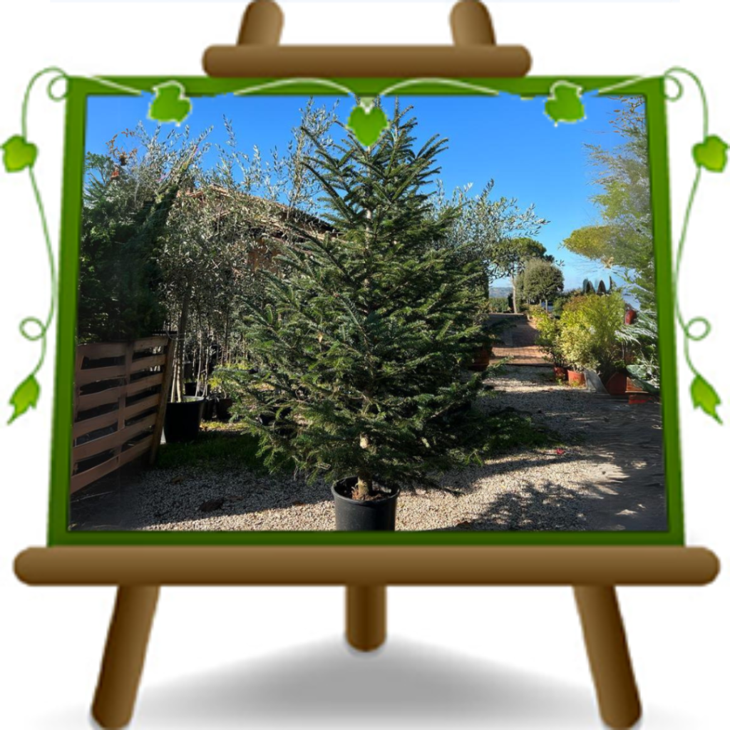 Albero di Natale vero, abete rosso, Nordmanniana