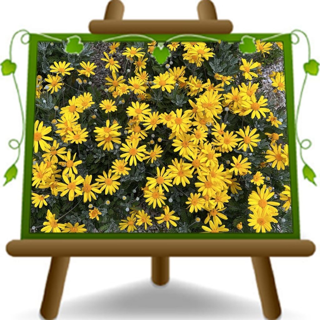 Euryops Piante Ornamentali