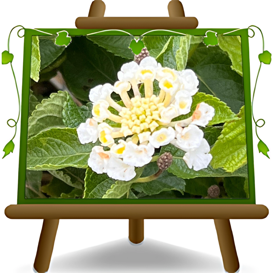 Lantana camara White