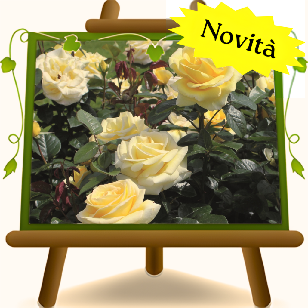Nostalgic Roses – Avec Amour – 3 Years Old