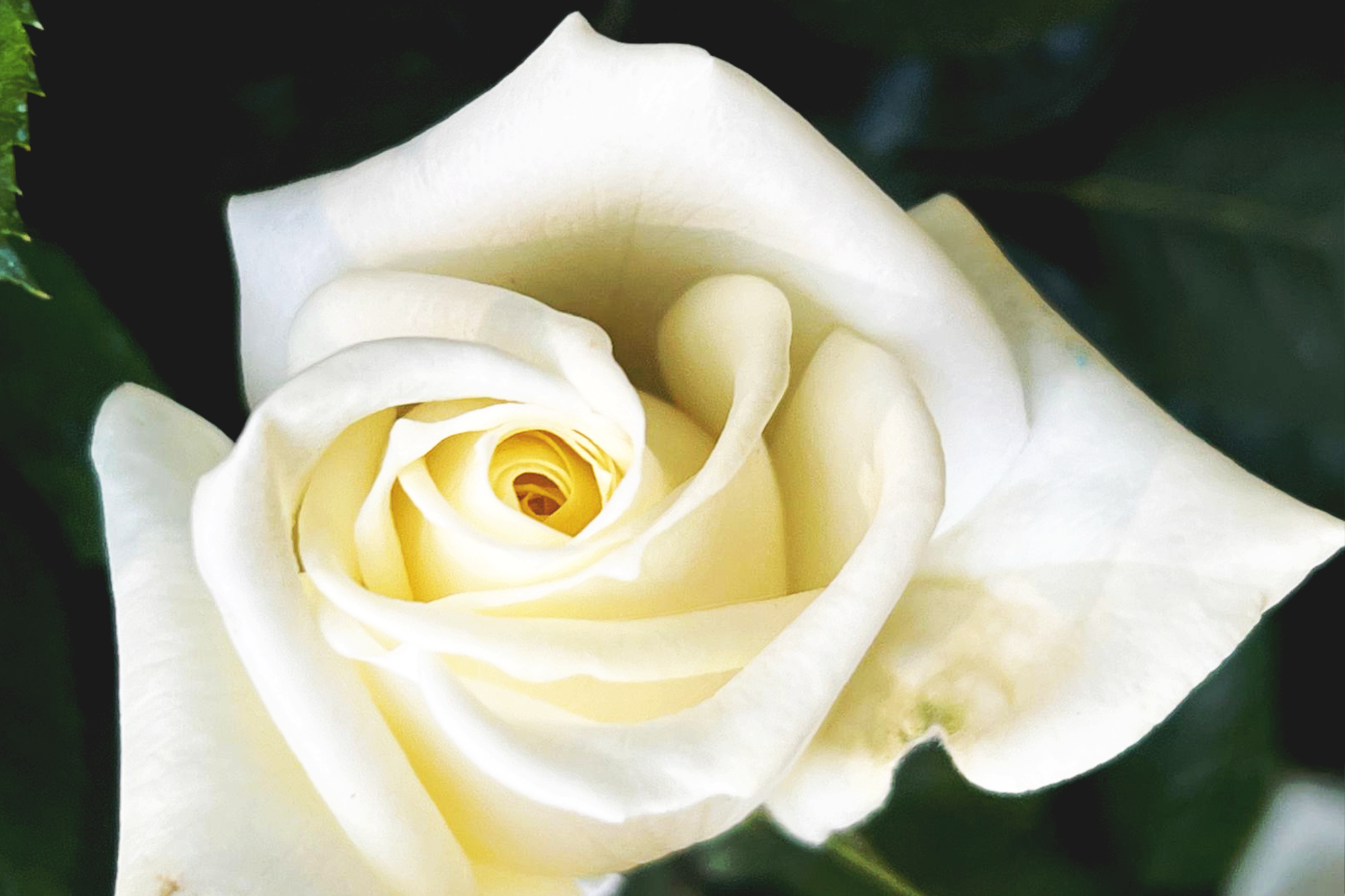 Le Protagoniste di Maggio: Colori e Profumi di Rose