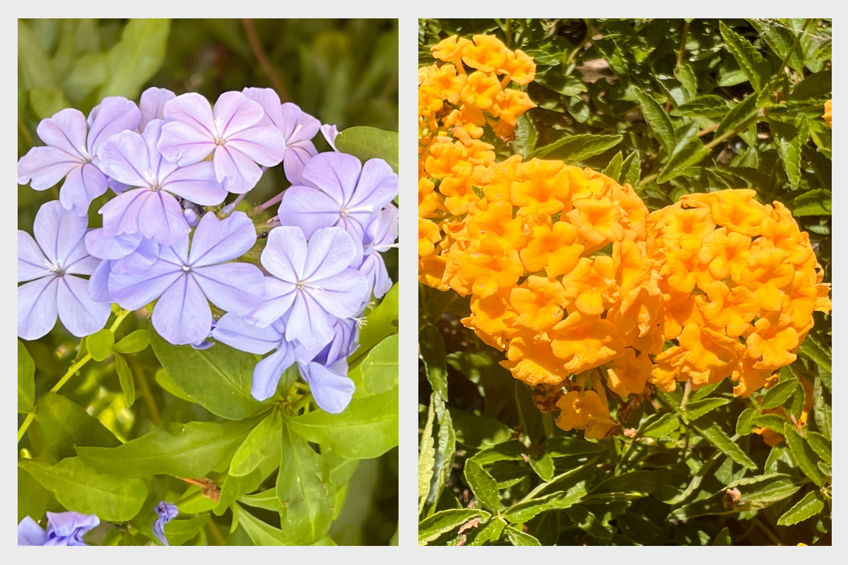 Plumbago Auriculata Celeste e Lantana Sellowiana Gialla
