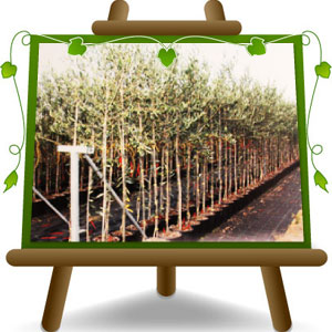 Olivo Cipressino 8 anni